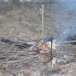 Побег из курятника не удался